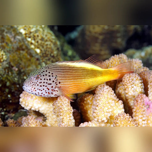 Freckled Hawkfish