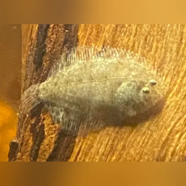 Freshwater Flounder
