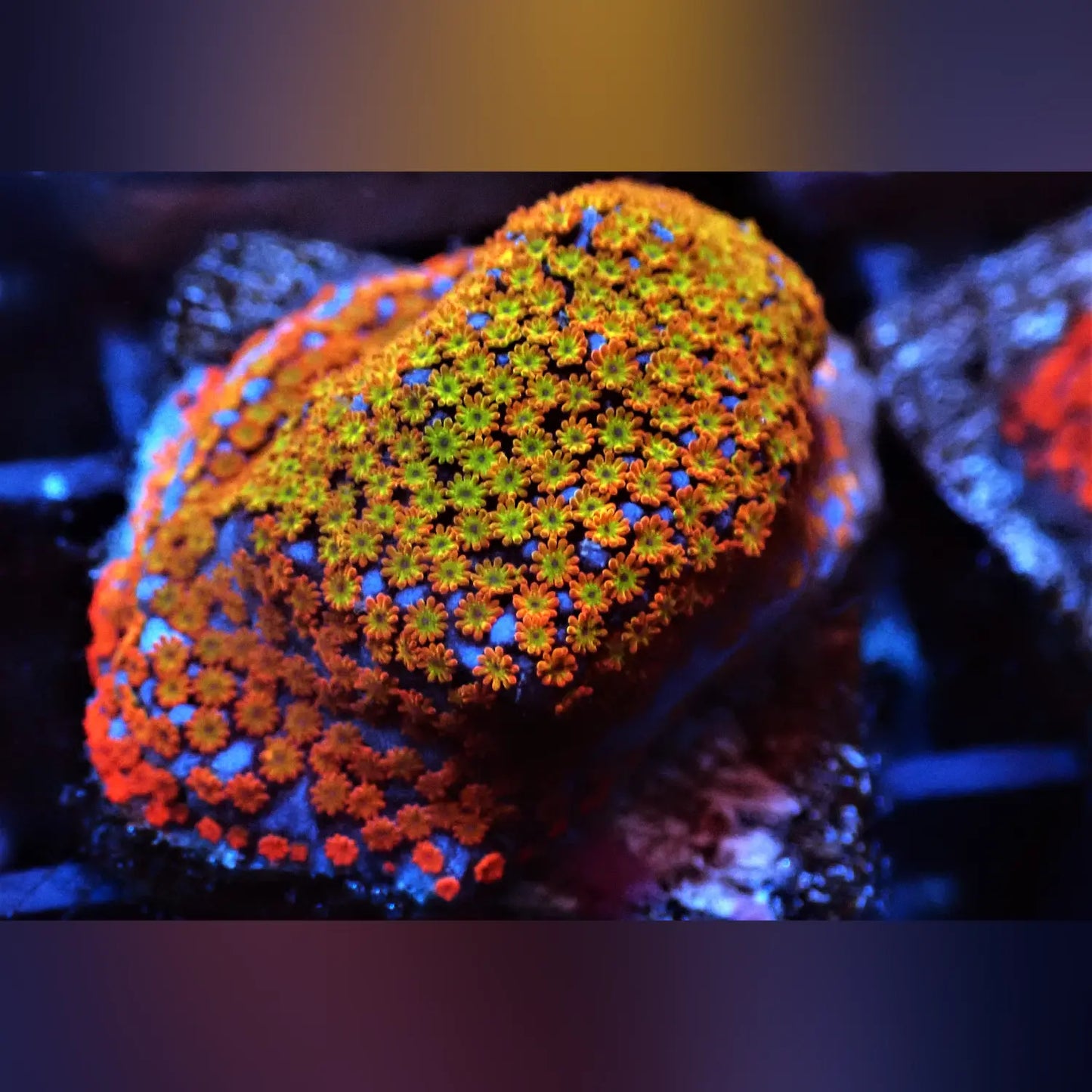 Fruity Pebbles Montipora