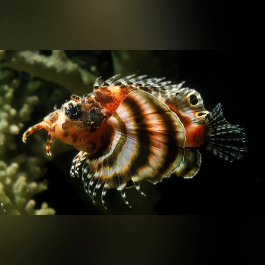 Fu Manchu Lionfish