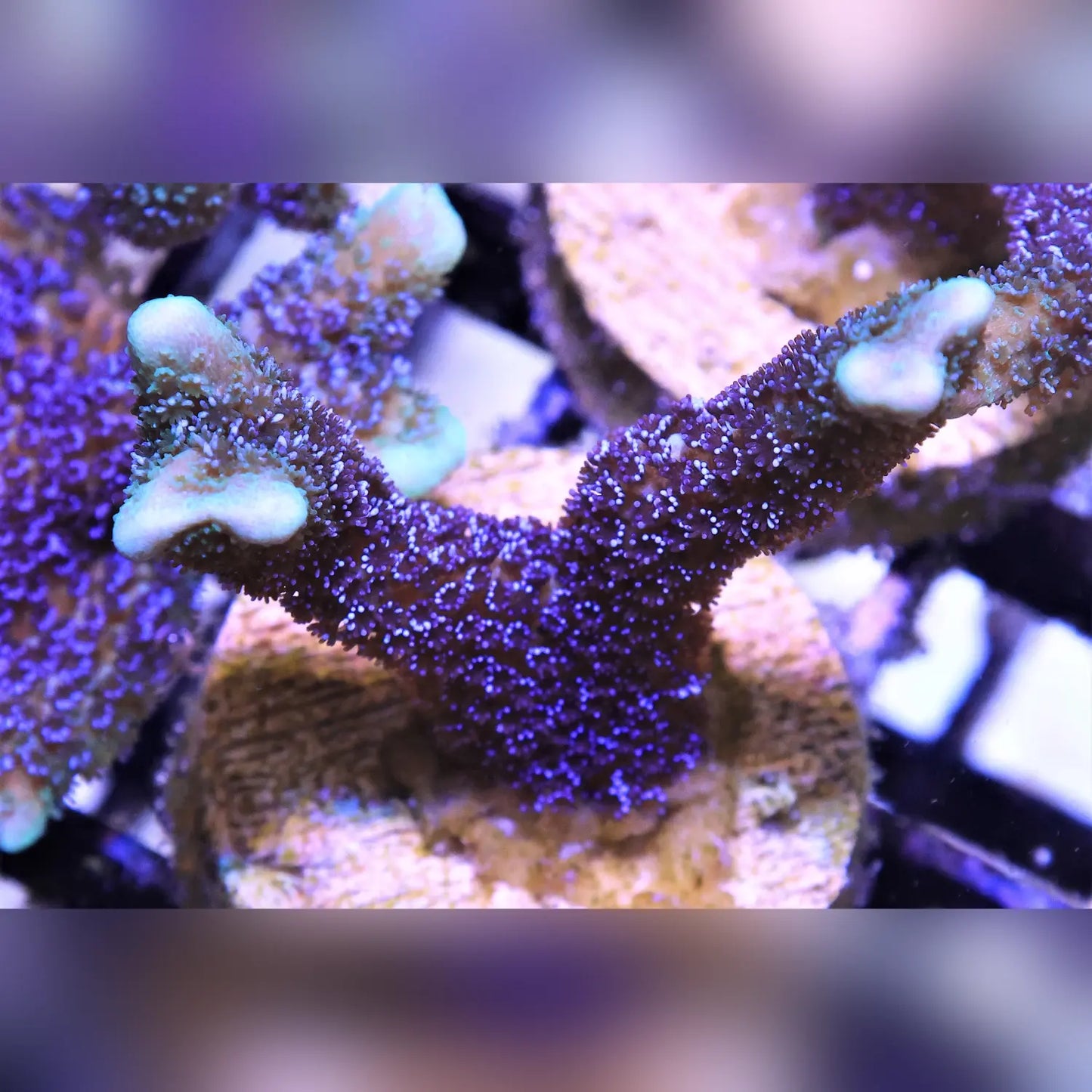 German Blue Montipora Digitata