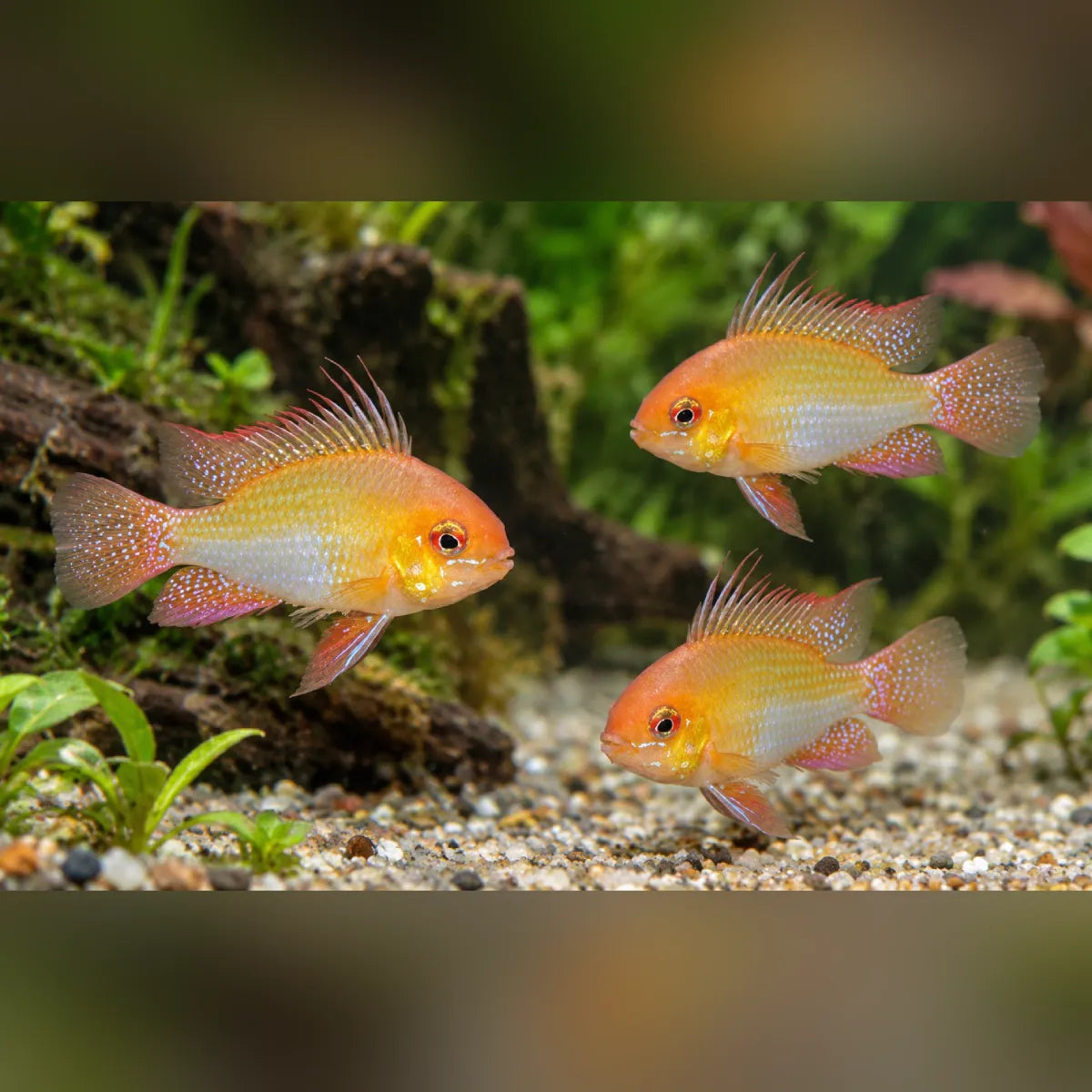 Three German Gold Rams with pinkish-red fins swimming in a planted aquarium with gravel, driftwood, and green plants.