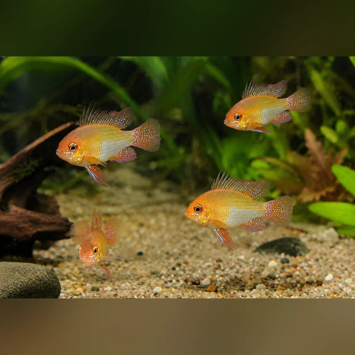 German Gold Ram (Group of 4)