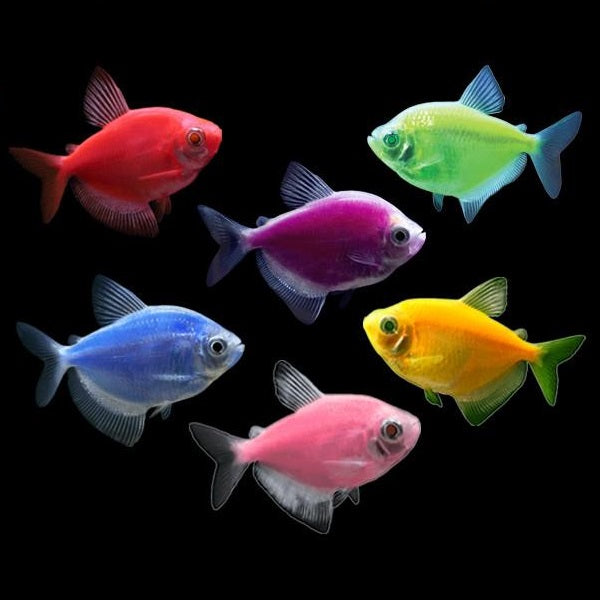 Assorted GloFish Tetra