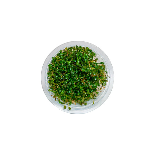 Glossostigma Elatinoides - Tissue Culture