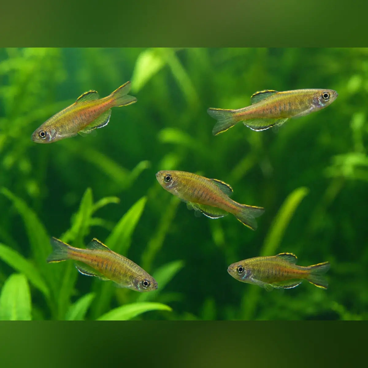 Glowlight Danio (School of 5)