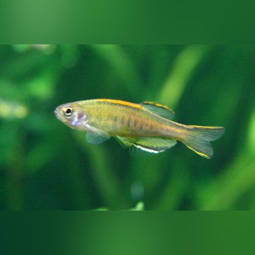 Glowlight Danio