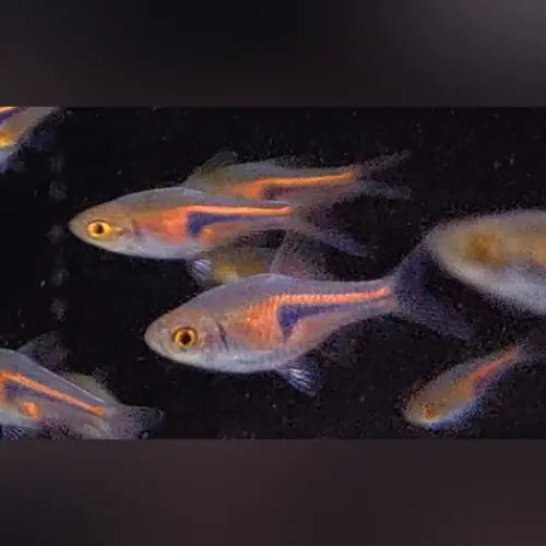 Glowlight Rasbora