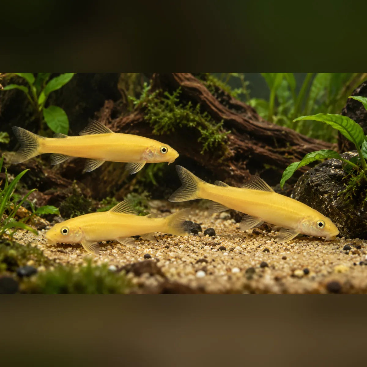 Gold Algae Eater (Group of 3)