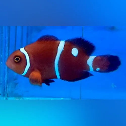 Gold Dot Maroon Clownfish