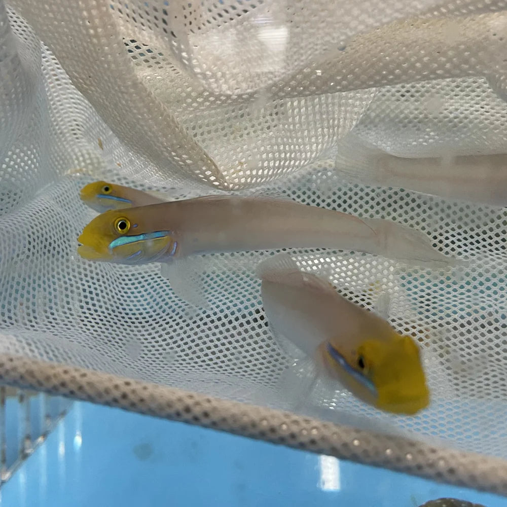 Gold Head Sleeper Goby