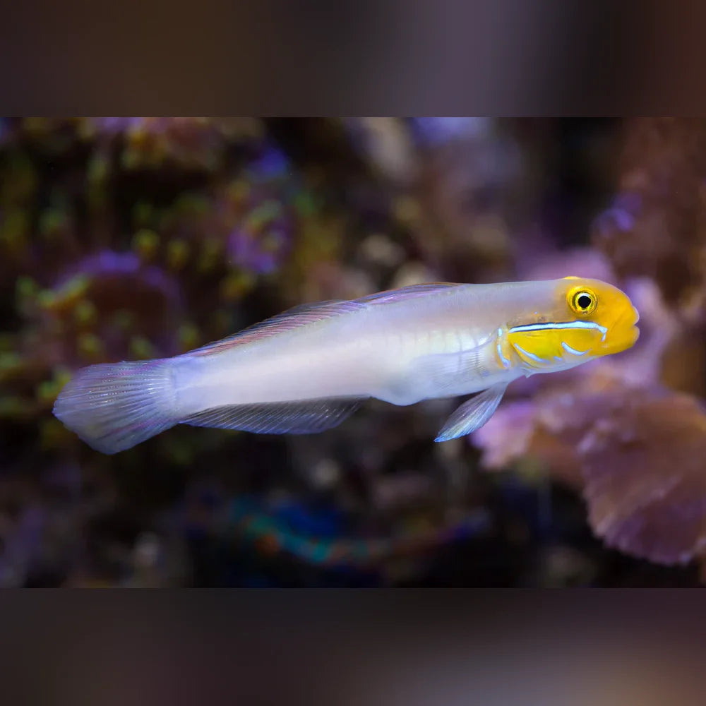 Gold Head Sleeper Goby