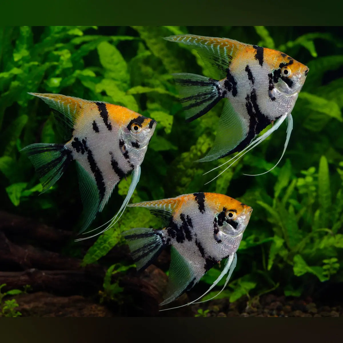 Gold Marble Angelfish (Group of 3)