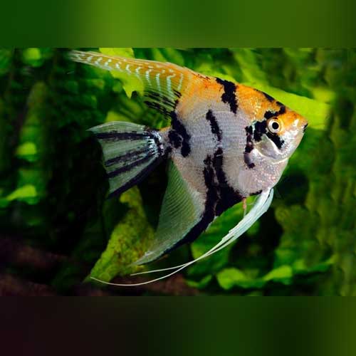 Gold Marble Angelfish