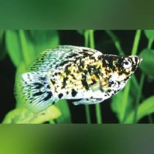 Gold Marble Balloon Molly