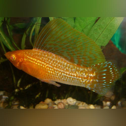 Gold Sailfin Molly