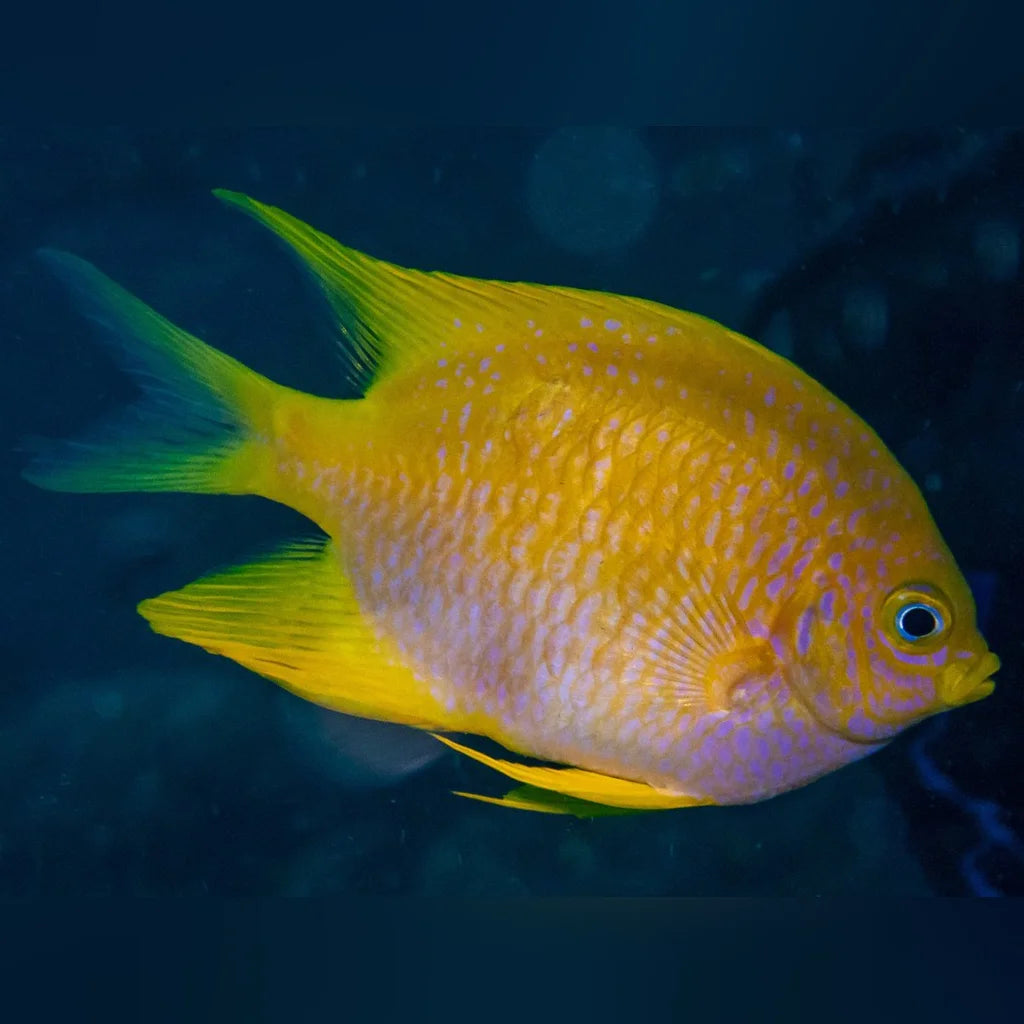 Yellow fish with white spots swimming in dark water