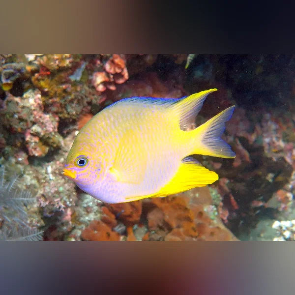 Yellow fish swimming among coral in an underwater setting