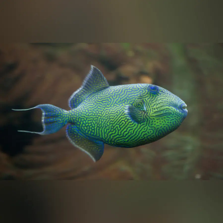 Goldenback Triggerfish For Sale | Rare 16-Inch Deep Water Trigger ...