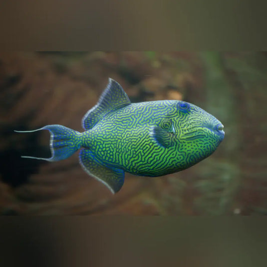 Goldenback Triggerfish