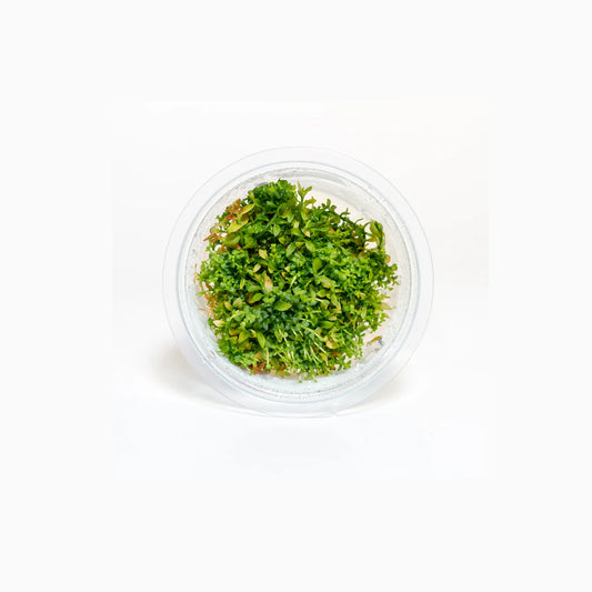 Gratiola viscidula - Tissue Culture