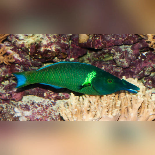 Green Birdmouth Wrasse
