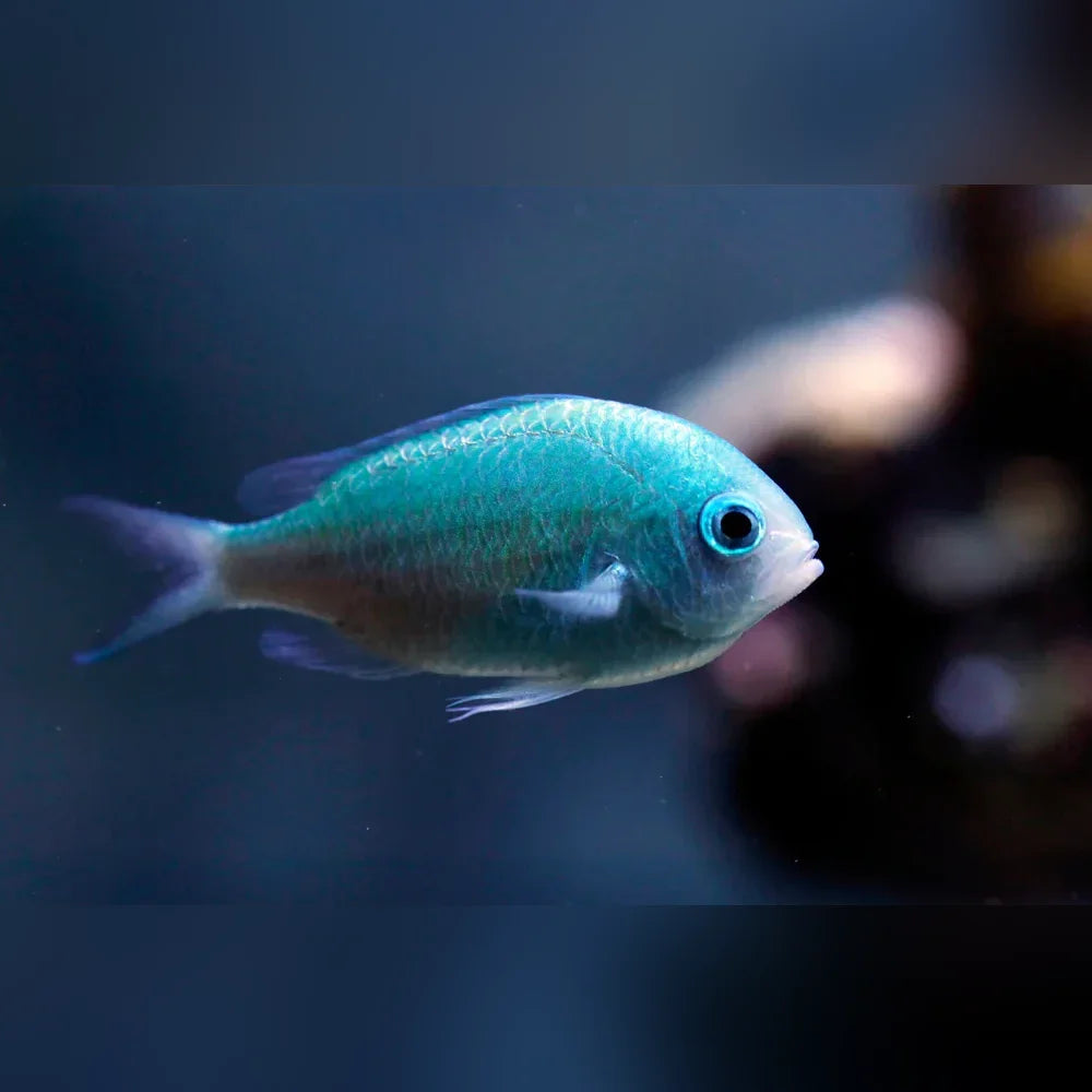 Blue fish swimming in an aquarium with a blurred background