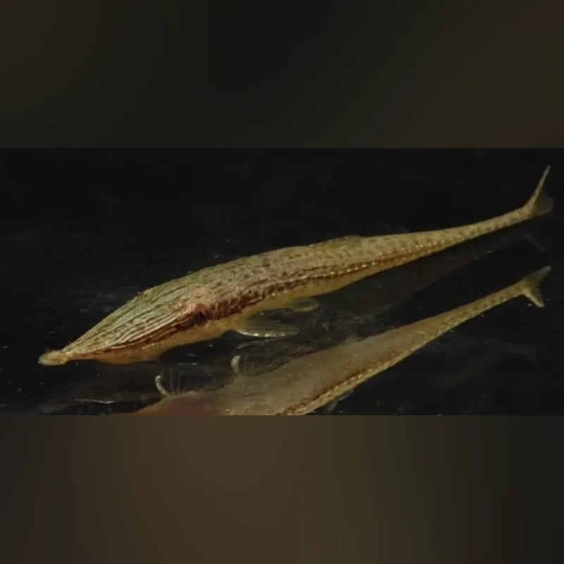 Green Dwarf Farlowella Catfish