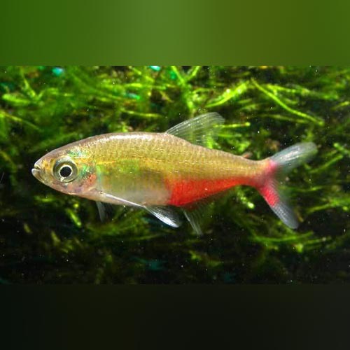 Green Fire Tetra