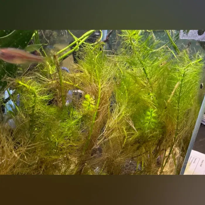 Green Foxtail (Myrio)