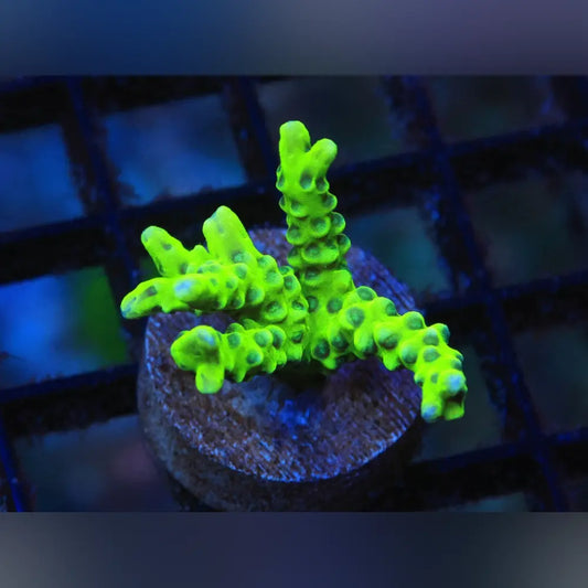 Green Goblin Anacropora
