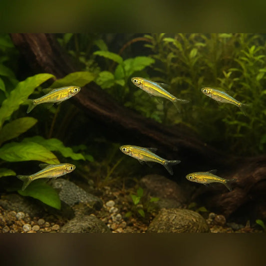 Green Kubotai Rasbora (School of 6)