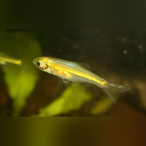 Green Kubotai Rasbora