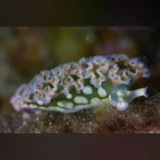 Close-up of a colorful sea slug on a blurred underwater background