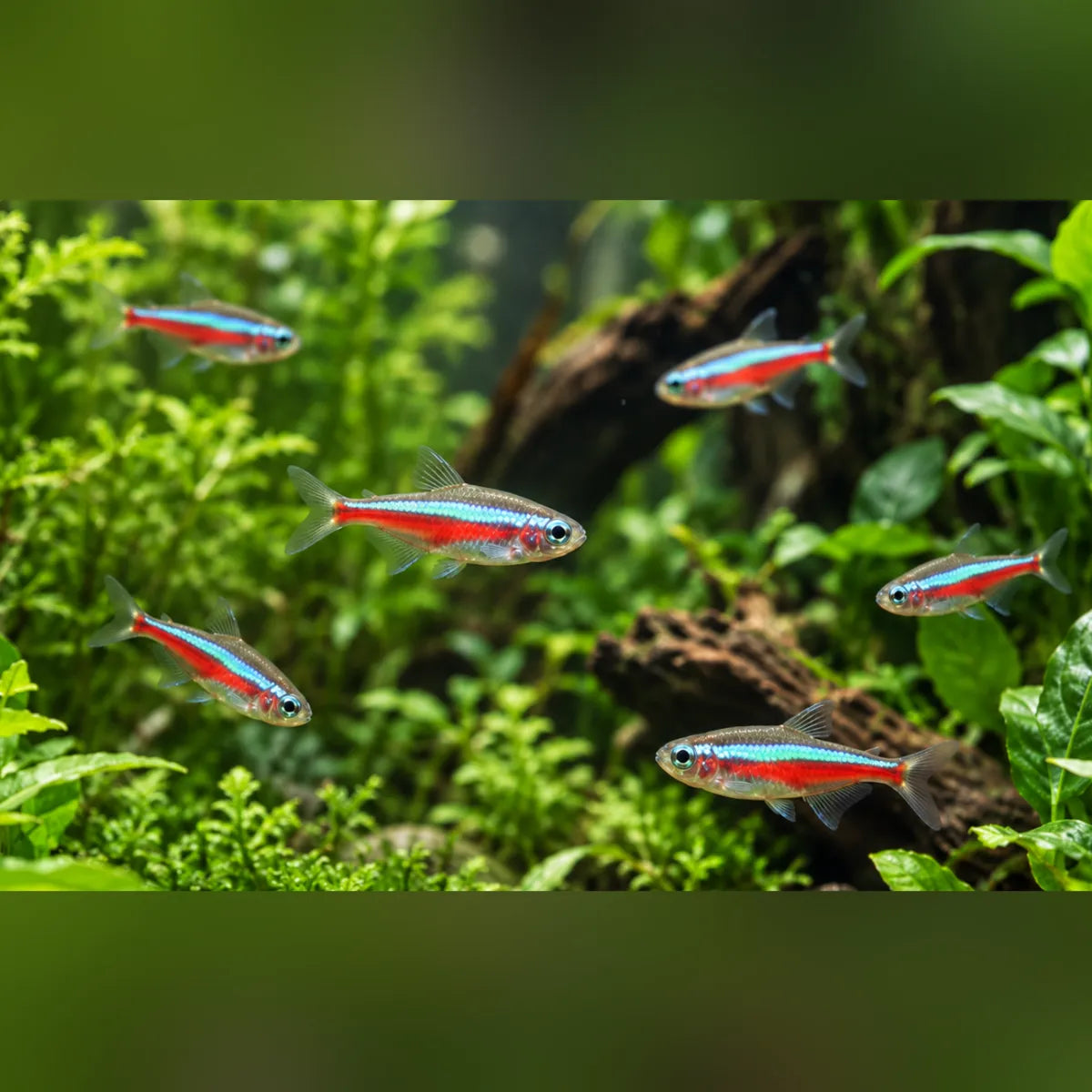 Green Neon Tetra (School of 6)