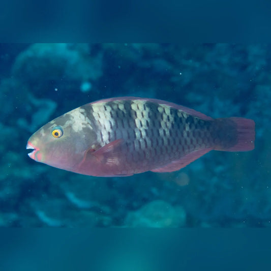 Pink fish with black stripes swimming in clear blue water