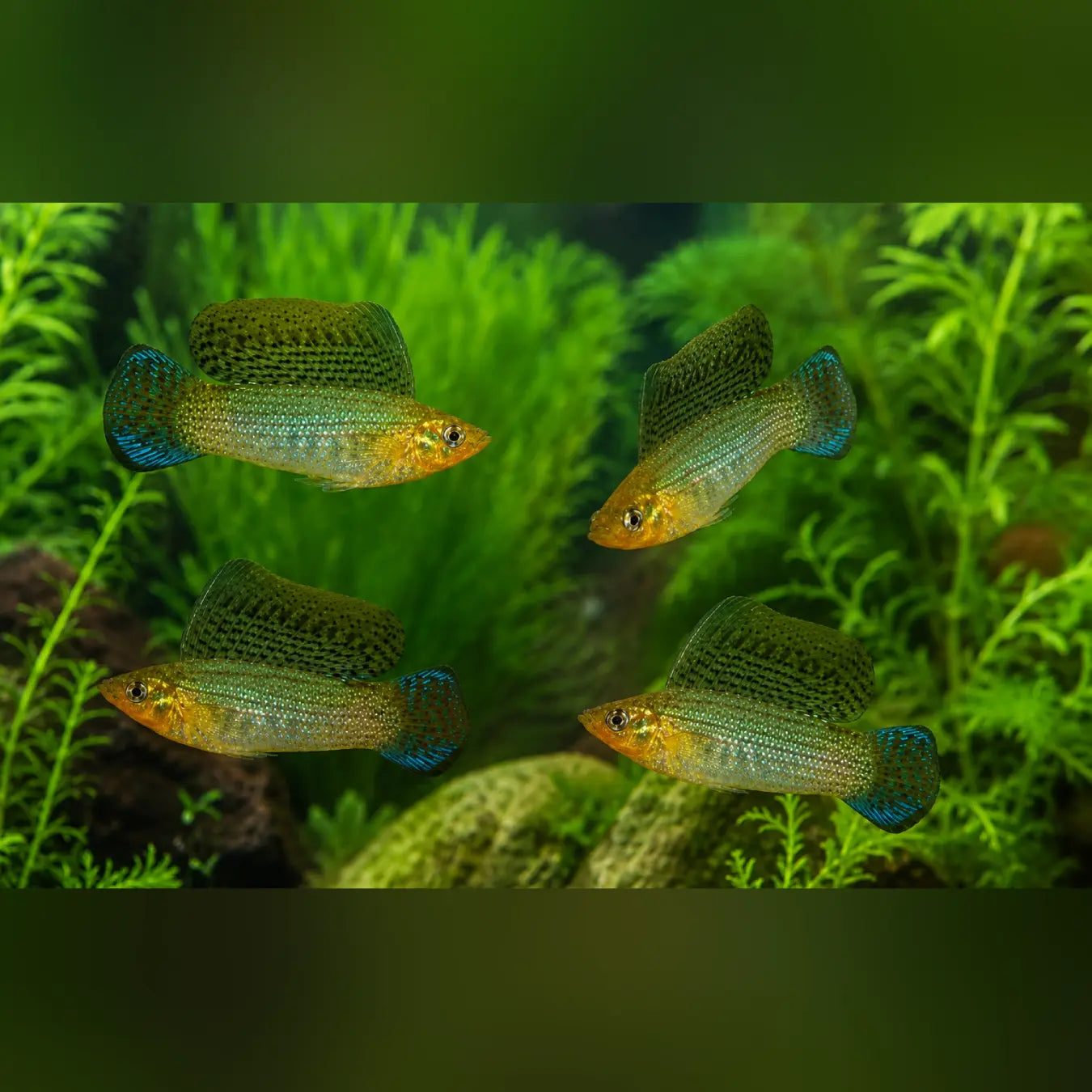 Green Sailfin Molly (4-Pack)