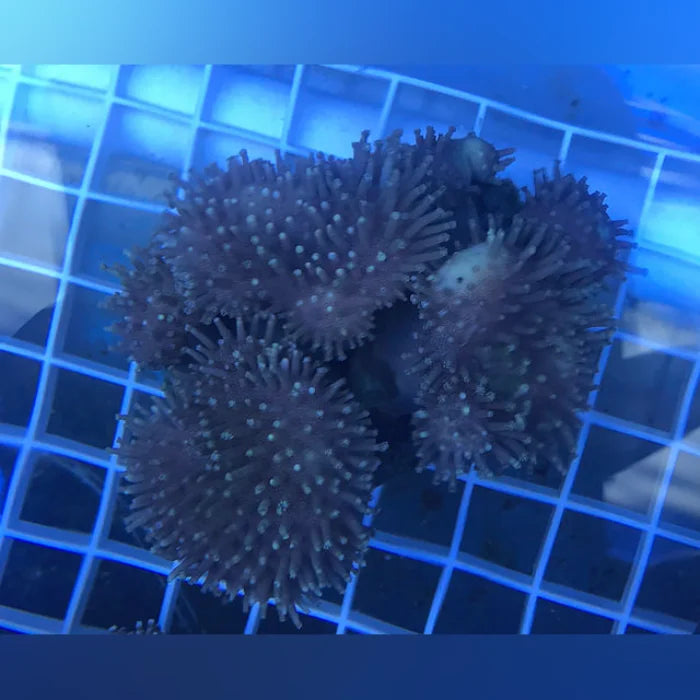 Close-up of a Toadstool coral on a blue tiled background