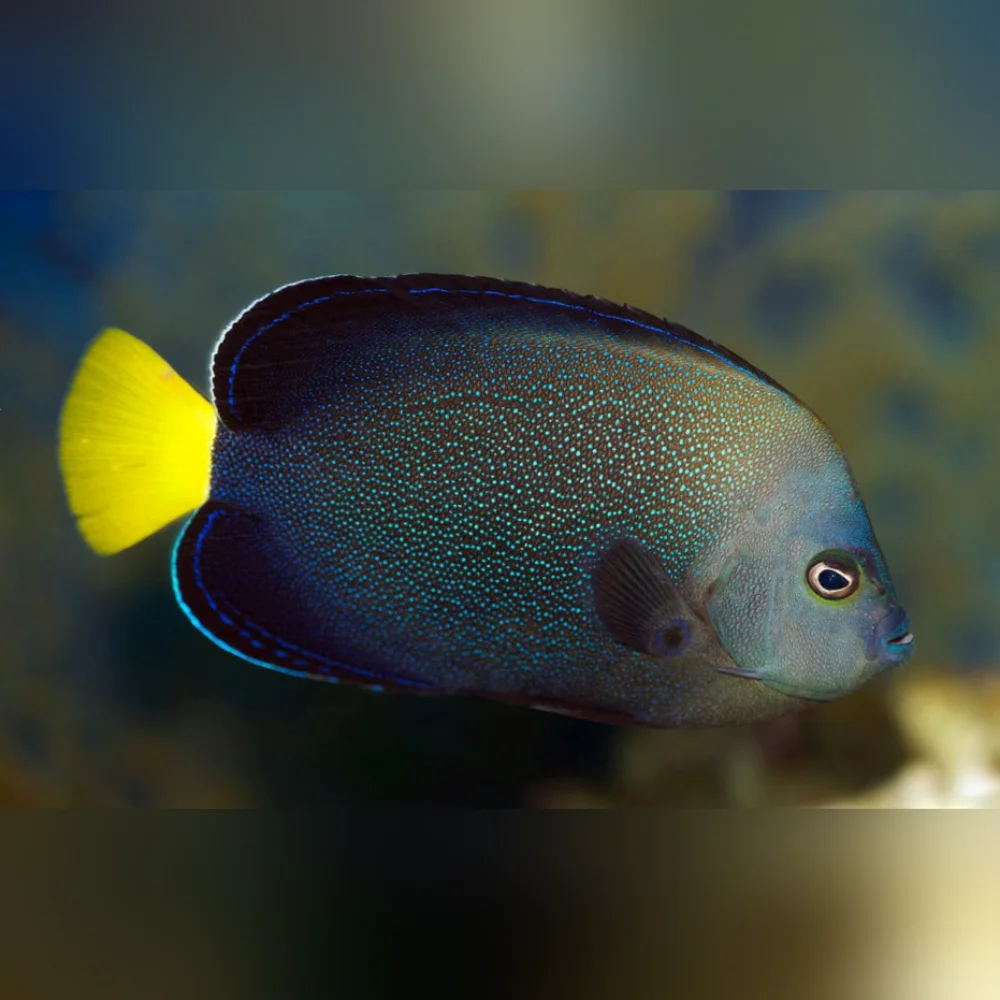Grey Poma Angelfish - Adult