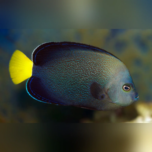 Grey Poma Angelfish - Adult