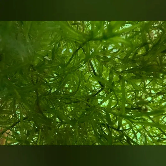 Guppy Grass