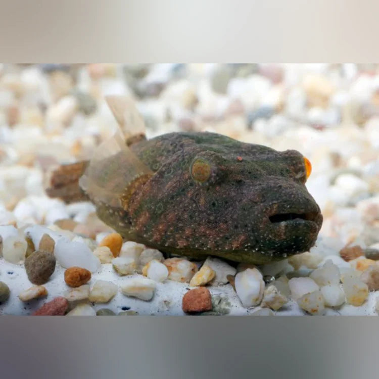 Small fish-like creature on a bed of small stones