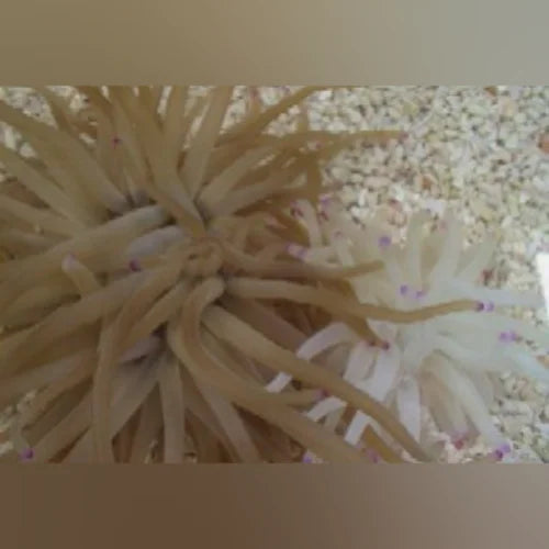 Haitian Reef Anemone