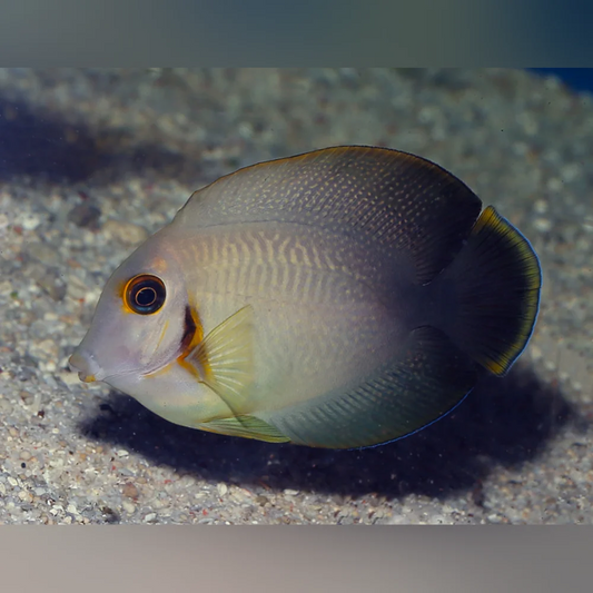 Fish swimming in clear water with a blurred background