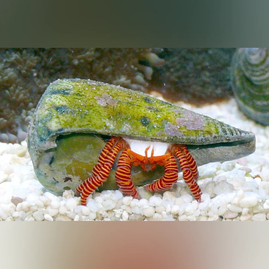 Halloween Hermit Crab