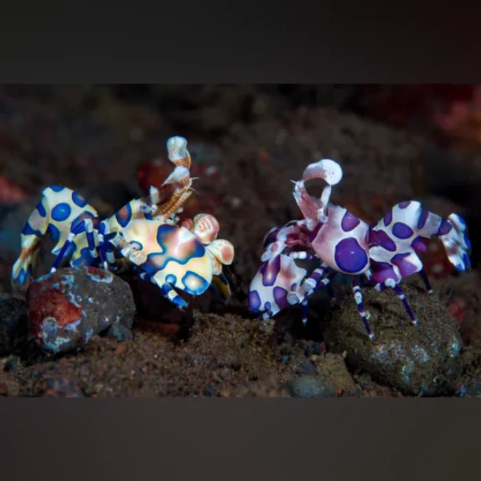 Harlequin Shrimp