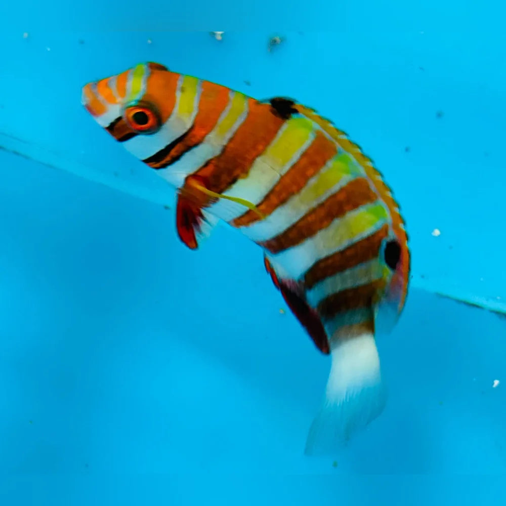 Harlequin Tuskfish Wrasse