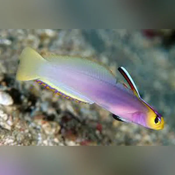 Helfrichi Firefish Goby