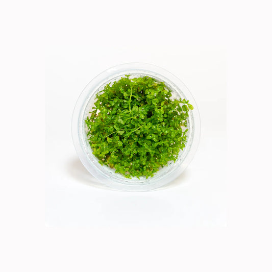 Hemianthus micranthemoides - Tissue Culture