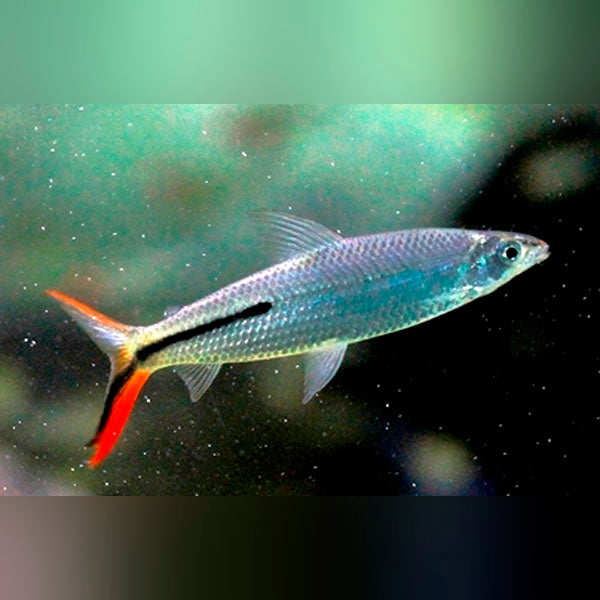 Redtail Fish Hemiodus Red Tail for sale – AquariumFish.com